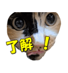 ゆずりんTVスタンプ(みかん編)（個別スタンプ：14）