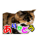 ゆずりんTVスタンプ(みかん編)（個別スタンプ：15）