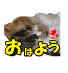ゆずりんTVスタンプ(みかん編)（個別スタンプ：16）