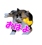 ゆずりんTVスタンプ(みかん編)（個別スタンプ：18）