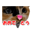 ゆずりんTVスタンプ(みかん編)（個別スタンプ：24）