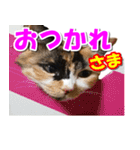 ゆずりんTVスタンプ(みかん編)（個別スタンプ：26）