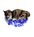 ゆずりんTVスタンプ(みかん編)（個別スタンプ：27）