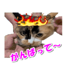 ゆずりんTVスタンプ(みかん編)（個別スタンプ：28）