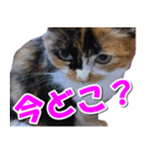 ゆずりんTVスタンプ(みかん編)（個別スタンプ：30）