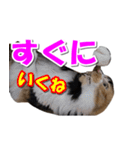 ゆずりんTVスタンプ(みかん編)（個別スタンプ：31）