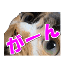 ゆずりんTVスタンプ(みかん編)（個別スタンプ：33）