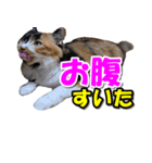 ゆずりんTVスタンプ(みかん編)（個別スタンプ：36）