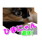 ゆずりんTVスタンプ(みかん編)（個別スタンプ：37）