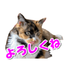 ゆずりんTVスタンプ(みかん編)（個別スタンプ：39）