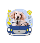 癒し犬ダックス（個別スタンプ：1）