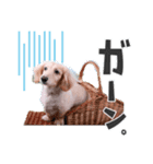 癒し犬ダックス（個別スタンプ：2）