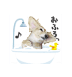 癒し犬ダックス（個別スタンプ：5）