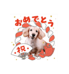 癒し犬ダックス（個別スタンプ：6）