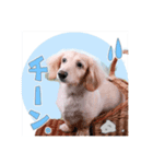 癒し犬ダックス（個別スタンプ：7）