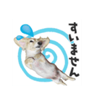 癒し犬ダックス（個別スタンプ：8）