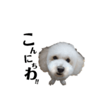 わたがし犬.（個別スタンプ：1）