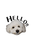 わたがし犬.（個別スタンプ：2）