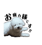 わたがし犬.（個別スタンプ：3）