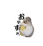 わたがし犬.（個別スタンプ：4）