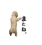 わたがし犬.（個別スタンプ：5）