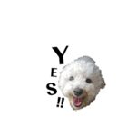 わたがし犬.（個別スタンプ：6）