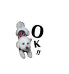 わたがし犬.（個別スタンプ：8）