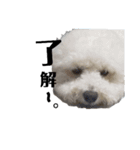 わたがし犬.（個別スタンプ：9）