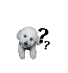 わたがし犬.（個別スタンプ：11）
