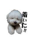 わたがし犬.（個別スタンプ：13）