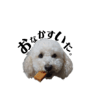 わたがし犬.（個別スタンプ：15）