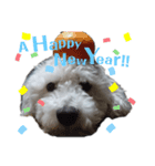 わたがし犬.（個別スタンプ：16）