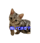 短足ジャック(マンチカン)（個別スタンプ：3）