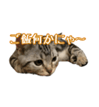 短足ジャック(マンチカン)（個別スタンプ：9）