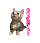 短足ジャック(マンチカン)（個別スタンプ：14）