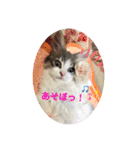 ノルウェージャンのエル（個別スタンプ：2）