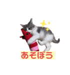 ノルウェージャンのエル（個別スタンプ：7）