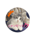 ノルウェージャンのエル（個別スタンプ：10）