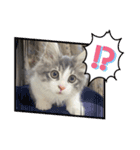 ノルウェージャンのエル（個別スタンプ：14）
