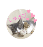 ノルウェージャンのエル（個別スタンプ：15）