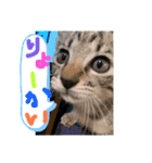 にゃん達！！第二弾！！（個別スタンプ：2）