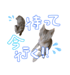 にゃん達！！第二弾！！（個別スタンプ：4）