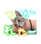 にゃん達！！第二弾！！（個別スタンプ：6）