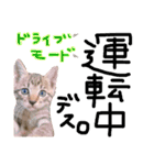 にゃん達！！第二弾！！（個別スタンプ：8）