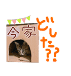 にゃん達！！第二弾！！（個別スタンプ：10）