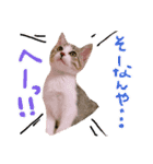にゃん達！！第二弾！！（個別スタンプ：11）