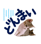 にゃん達！！第二弾！！（個別スタンプ：12）