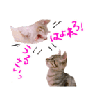 にゃん達！！第二弾！！（個別スタンプ：13）