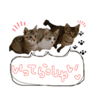 にゃん達！！第二弾！！（個別スタンプ：14）
