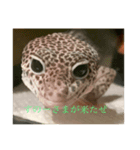 うちのペット！8スタンプ（個別スタンプ：2）